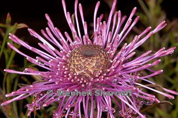 isopogon formosus 2 graphic